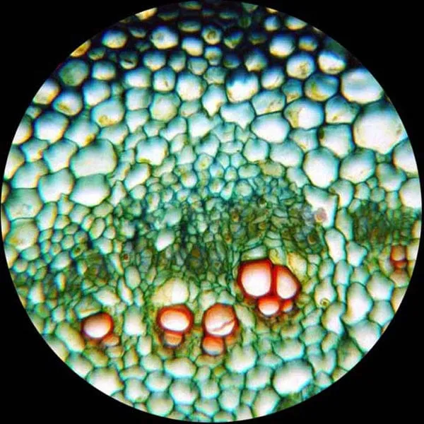 AmScope M500 Series Biological Student Cordless Monocular Compound Microscope 40X-2500X Magnification with LED, USB Camera and 10pc Slide Kit