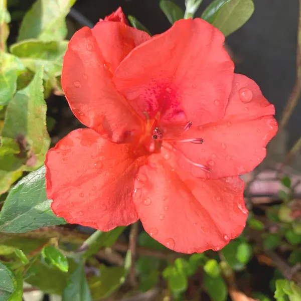 Autumn Sunset Encore Azalea