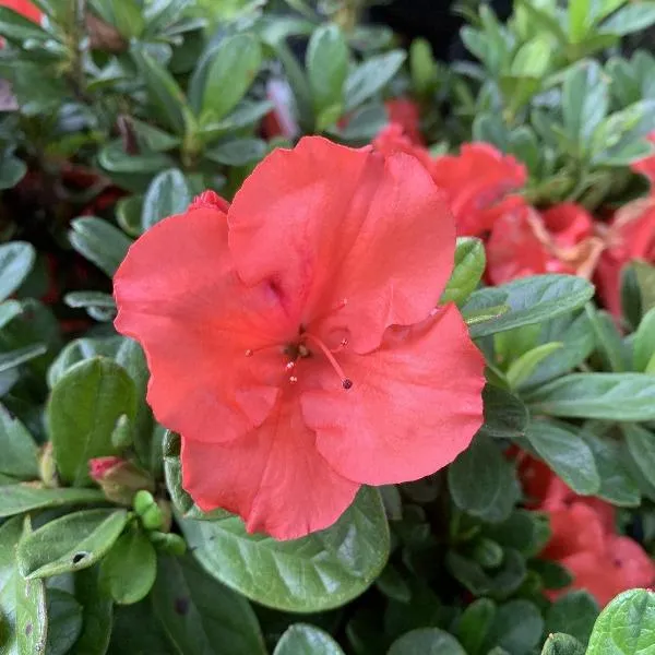 Autumn Sunset Encore Azalea