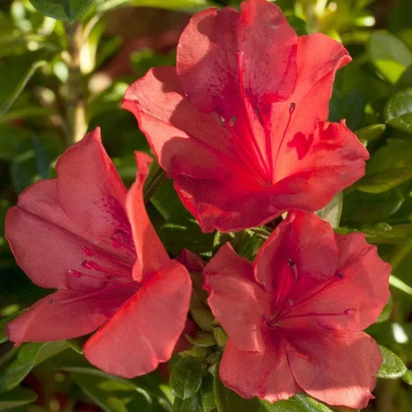 Autumn Sunset Encore Azalea