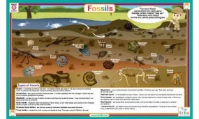 Fossils Placemat