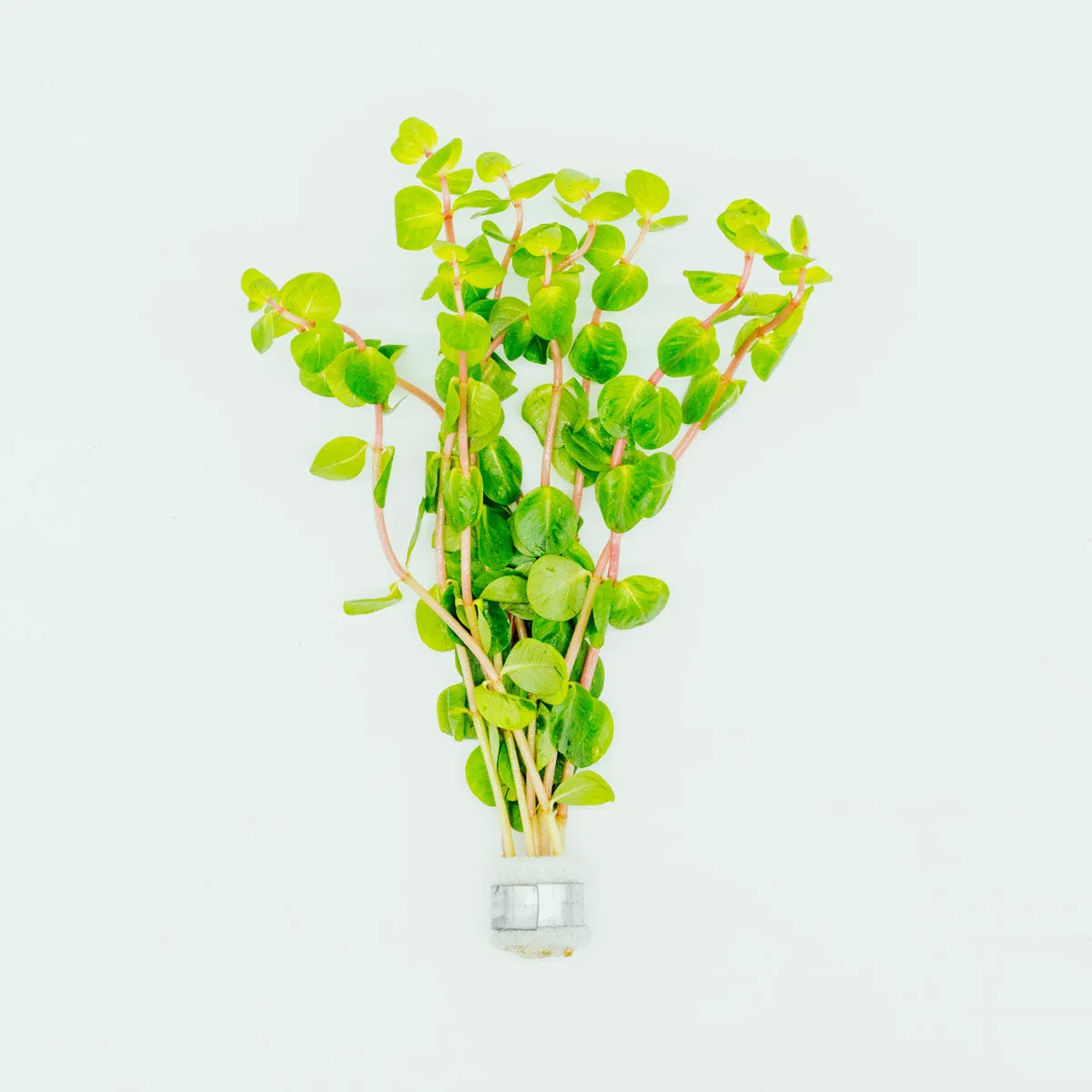 Rotala Rotundifolia Orange Juice